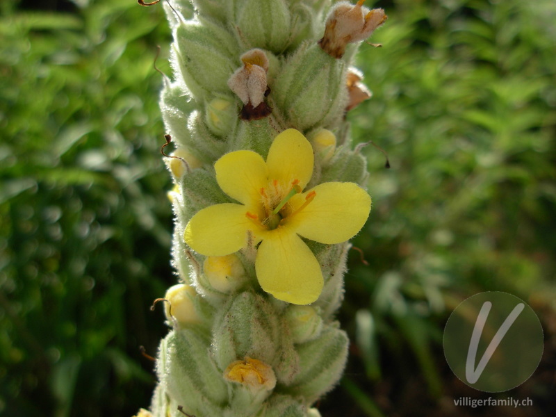 Gewöhnliche Kleinblütige Königskerze: Übersicht